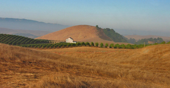 Wildcat-vineyard-with-barn